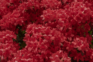Red Azalea Flowers in Full Bloom Vibrant and Abundant Display against Natural Outdoor Background, Seoul, South Korea