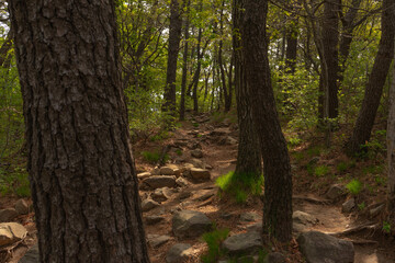 Rocky forest hiking trail in natural daylight, earthy tones, springtime woodland path at Jangsan Mountain, Busan, South Korea, no person