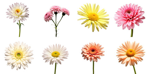Fototapeta na wymiar Colorful Collection of Gerbera Daisies with Pink, Yellow, and White Variations on a transparent Background Featuring Different Bloom Designs and Petal Shapes
