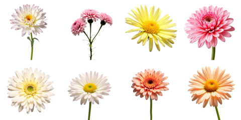 Colorful Collection of Gerbera Daisies with Pink, Yellow, and White Variations on a transparent Background Featuring Different Bloom Designs and Petal Shapes