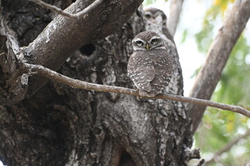 A spotted owlet is seen perched on a branch of a large tree