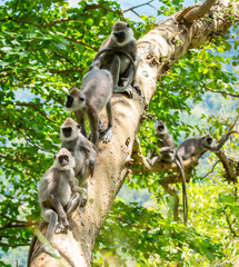 Fototapeta premium Gray hanuman langurs on a tree. Monkeys in the wild in the jungles of Sri Lanka. Troop of monkeys on trees. Wildlife scene with wild animals.