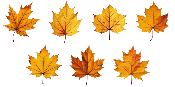 Collection of Autumn Maple Leaves Over a transparent Background Featuring a Variety of Shapes and Textures in Vibrant Yellow and Orange Hues Ideal for Seasonal Design Projects