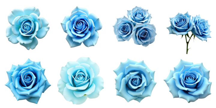 Collection of Blue Roses Featuring Various Arrangements and Petal Structures Displayed on a transparent Background Highlighting Their Unique Textures and Shapes