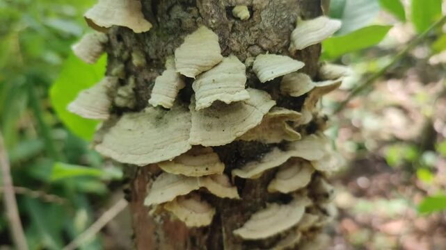 wood mushroom on dead tree trunk