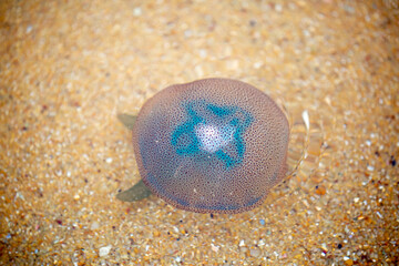 Deep sea jellyfish swimming in the ocean. Beautiful underwater world. Danger of burns from jellyfish on sea coasts.