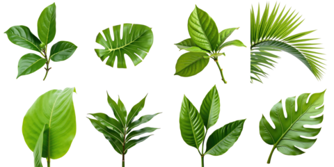 Collection of Lush Green Tropical Leaves Featuring Various Shapes and Textures on a transparent Background Ideal for Nature-Inspired Designs and Artwork