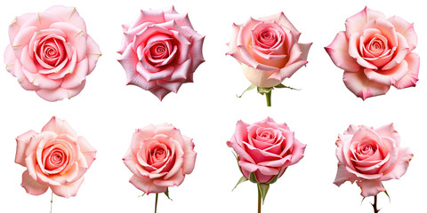 Obraz premium Collection of Pink Roses on transparent Background Featuring Eight Distinct Blooms Showcasing Varied Petal Textures and Shapes Ideal for Floral Design and Decoration Use