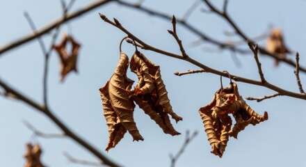 Dry autumn leaves hang on a bare branch under a clear sky, symbolizing drought, climate change and hot summer weather.