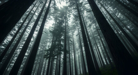 Naklejka premium Mystical Forest Canopy: A Dramatic Perspective of Towering Trees in Atmospheric Mist