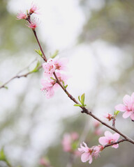 pink cherry blossom