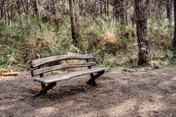 Panoramic view inside the pine forest that makes up the nature reserve of Marina di Cecina tombolo Livorno Tuscany Italy