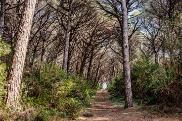 Fototapeta premium Panoramic view inside the pine forest that makes up the nature reserve of Marina di Cecina tombolo Livorno Tuscany Italy