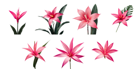 Collection of Various Pink Tropical Flowers Featuring Artistic Arrangements and Lush Greenery on a Solid transparent Background Ideal for Graphic Design Projects and Floral Themed Creations