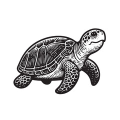 Fototapeta premium Turtle