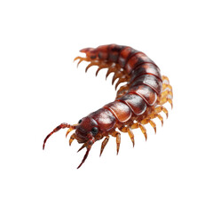 Obraz premium Detailed close-up of a centipede on a transparent background macro photography nature studio lighting