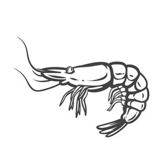 Shrimp outline drawing in doodle style with curled tail and long antennae. Simple monochrome seafood sketch for recipes, food packaging, and menu design. Vector illustration.