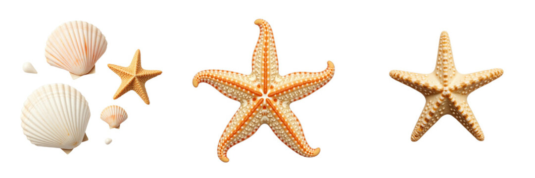 Collection of Shells and Starfish Featuring Various Shell Shapes and Textures on a transparent Background, Ideal for Coastal and Marine-Themed Designs