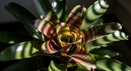 Striking Bromeliad Blossom In Full Bloom Displaying Amazing Patterned Leaves