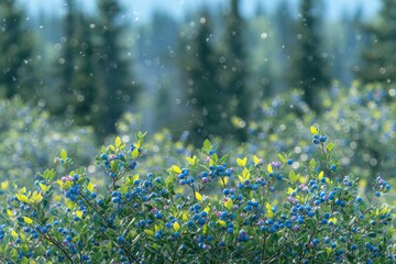 Fototapeta premium Lush blueberries in a forest scene