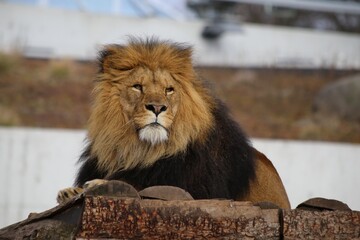 lion in the zoo