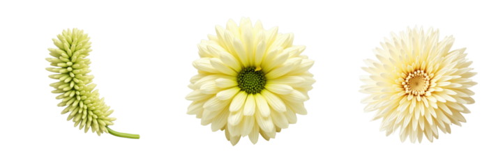 Collection of Three Floral Elements Featuring a Unique Green Flower Bud, a Pale Yellow Daisy with a Central Green Disc, and a Light Cream Gerbera Daisy Against a transparent Background
