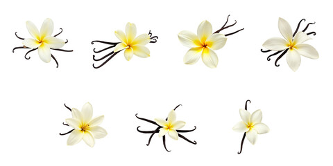 Collection of Plumeria Flowers on transparent Background Featuring Eight Distinct Floral Arrangements with Yellow and White Petals and Curved Stems for Design Use