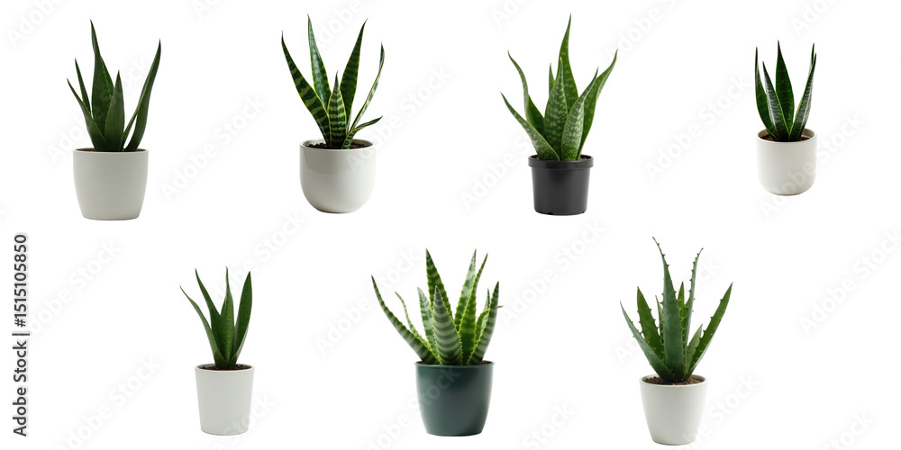 Poster collection of various indoor plants in pots featuring different shapes and sizes against a transpare