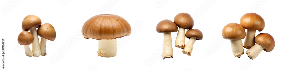 Poster variety of brown mushrooms on transparent background featuring multiple groupings and distinct shape