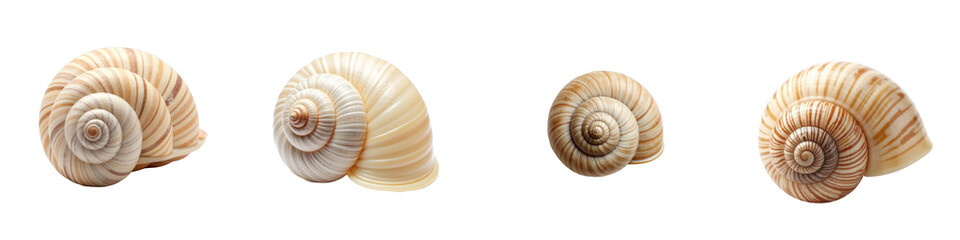 Collection of Spiral Sea Shells Displayed on a transparent Background Featuring Various Sizes and Unique Striations Highlighting Natural Textures and Patterns