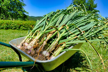 Newly lifted organically grown garlic using the no dig method and placed in a wheelbarrow to be...