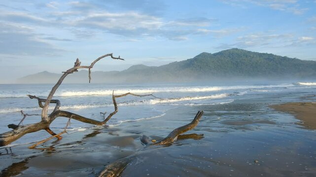 dead tree on the beach