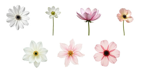 Fototapeta premium Collection of Transparent Floral Illustrations Featuring Various Flower Types in White, Pink, and Purple with Distinct Petal Structures Against a transparent Background