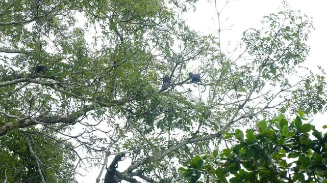 branches of a tree