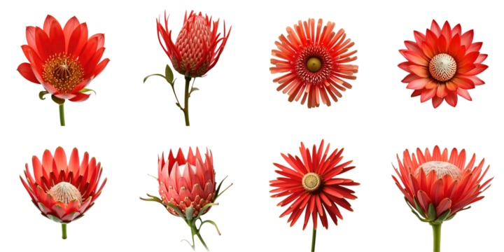 Collection of Red Floral Illustrations Featuring Diverse Blooms with Unique Petal Shapes and Textures Set Against a transparent Background for Vibrant Contrast and Visual Appeal - Powered by Adobe