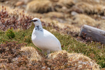 雷鳥　アルペンルート　春の室堂