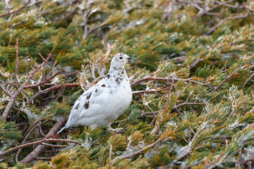 雷鳥　アルペンルート　春の室堂