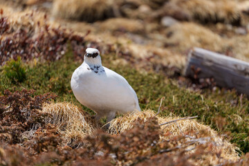 雷鳥　アルペンルート　春の室堂