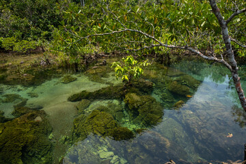 Transparent green and blue stream the tree roots and rocks under the water. Thapom Klong Song Nam in Krabi, Thailand