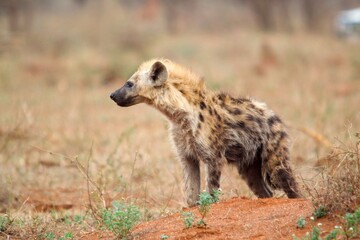 Spotted Hyena Standing Alert in Kruger National Park, South Africa