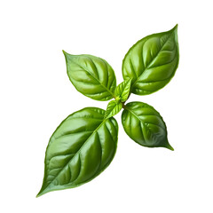 A close up view of a vibrant green basil plant with four leaves on a black isolated background space isolated on transparent background