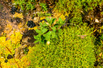 Green moss and crustose lichen species on natural rocks near the Black Sea coast, Odessa.