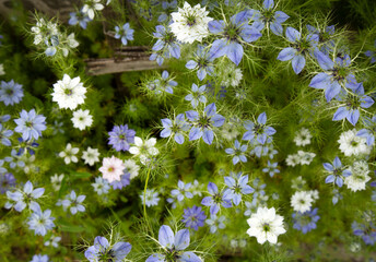 Kwiaty Czarnuszki ( Nigella ), tapeta, dekoracja. 