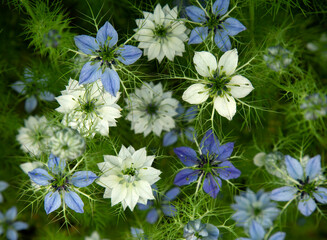 Kwiaty Czarnuszki ( Nigella ), tapeta, dekoracja. 