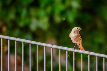 Small brown bird perched on a metal railing in a green outdoor setting during the afternoon