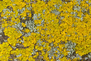 Xanthoria parietina, other crustose lichens on a concrete pier wall near the Black Sea