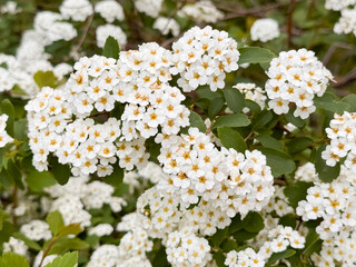 White Spirea Flower Cluster on Shrub Branch in Spring