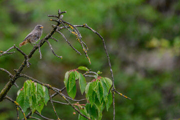 Elegant bird perched on a branch surrounded by vibrant green leaves in a serene natural setting