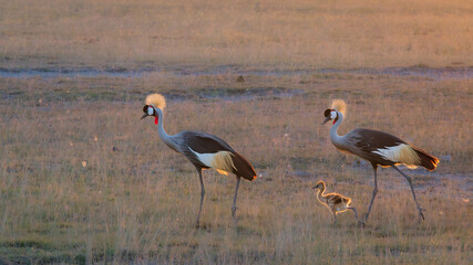 Crane Family on the plains!