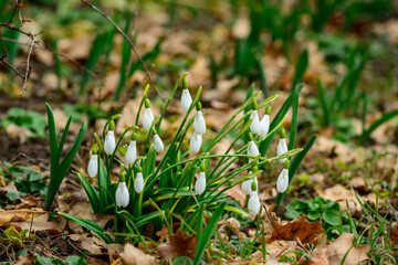 Galanthus nivalis - early blooming spring flowers, primroses - ephemerides